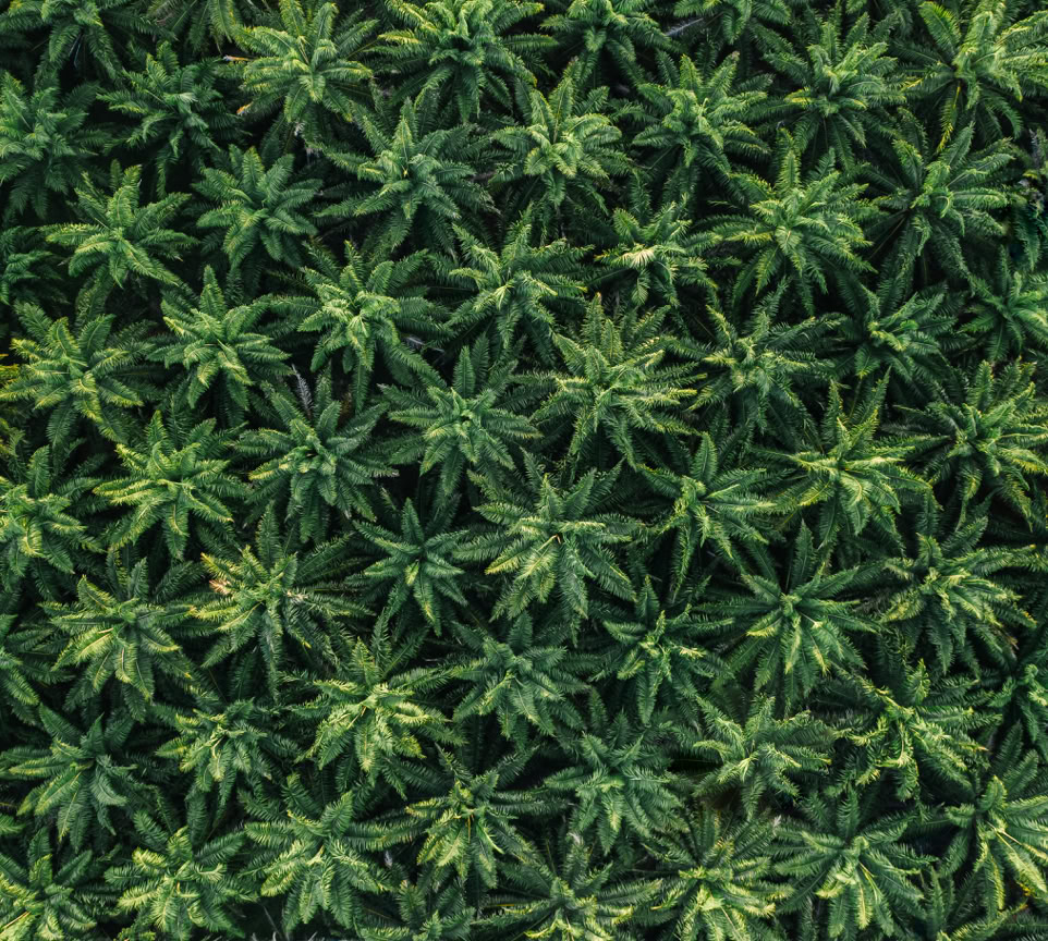 A mesmerizing aerial shot showcasing dense palm trees from above, highlighting natural patterns and textures.